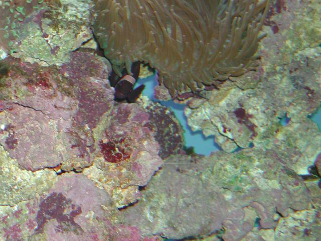 Moody Gardens 2001