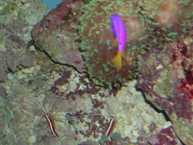 Moody Gardens 2001