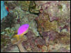 Moody Gardens 2001