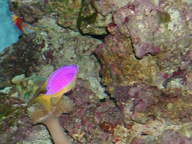Moody Gardens 2001