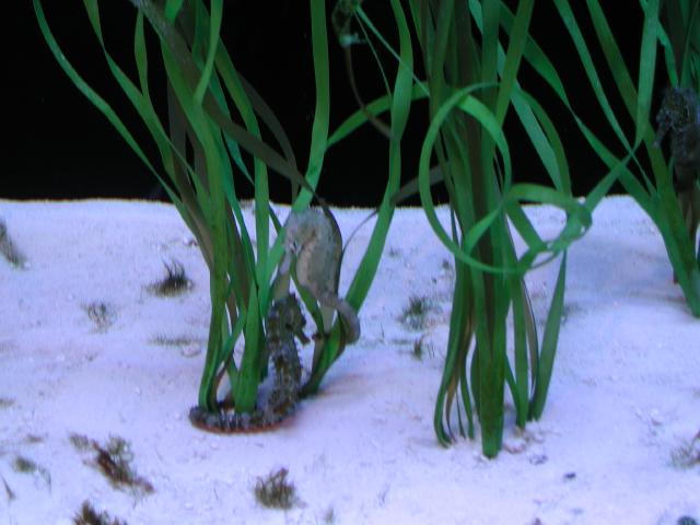 Moody Gardens 2001