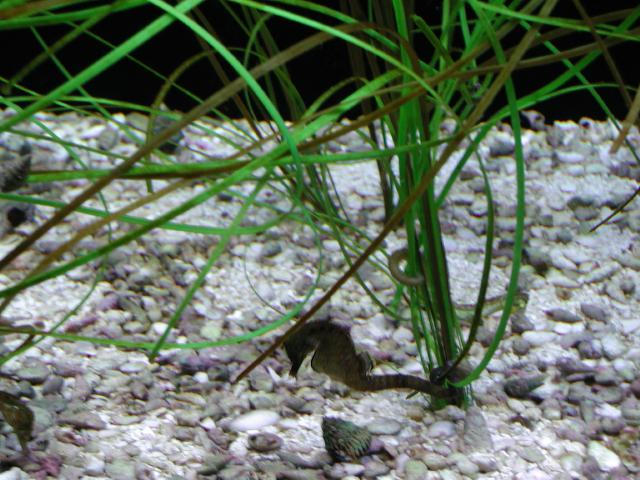 Moody Gardens 2001