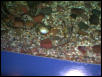 Moody Gardens 2001