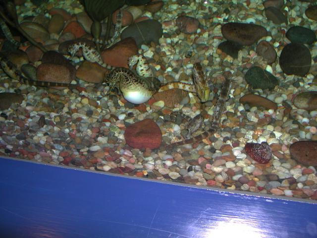 Moody Gardens 2001