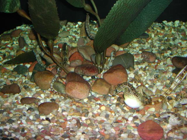 Moody Gardens 2001
