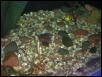 Moody Gardens 2001