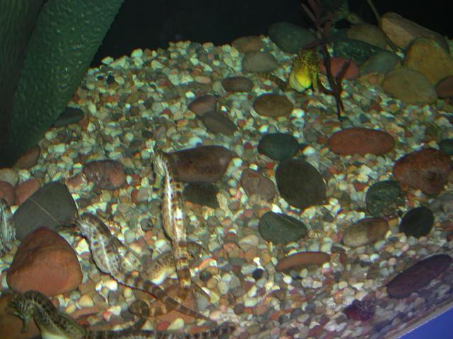 Moody Gardens 2001