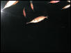 Moody Gardens 2001