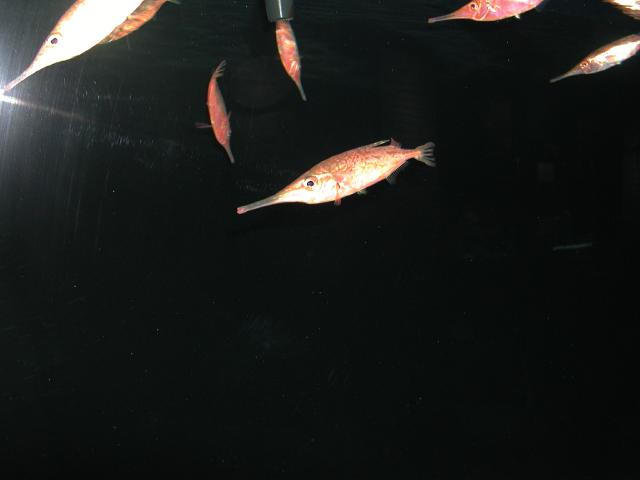 Moody Gardens 2001