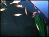 Moody Gardens 2001