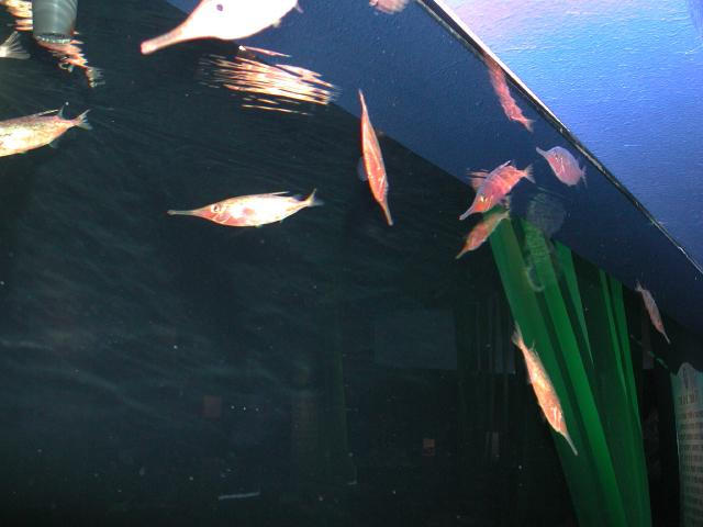 Moody Gardens 2001