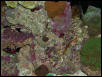 Moody Gardens 2001