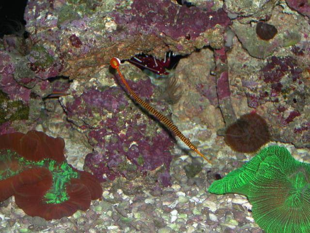 Moody Gardens 2001