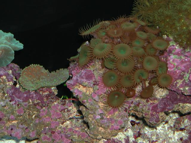Moody Gardens 2001