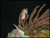 Moody Gardens 2001