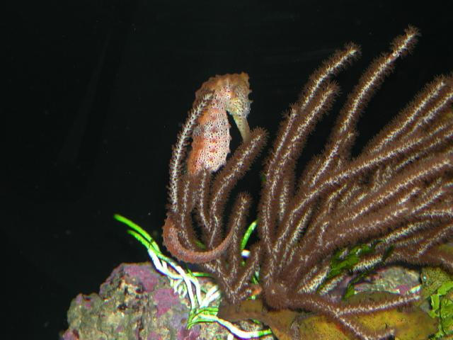 Moody Gardens 2001