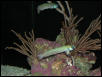 Moody Gardens 2001
