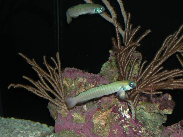 Moody Gardens 2001