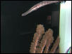 Moody Gardens 2001