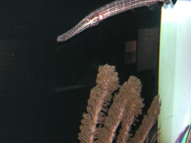 Moody Gardens 2001