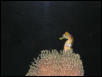 Moody Gardens 2001