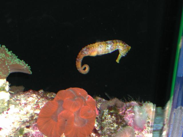 Moody Gardens 2001