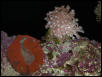 Moody Gardens 2001