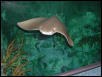 Moody Gardens 2001