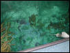 Moody Gardens 2001