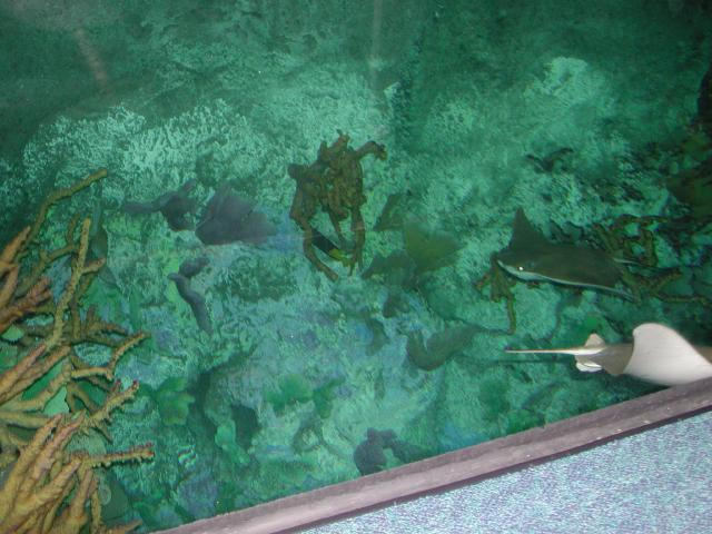 Moody Gardens 2001