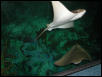 Moody Gardens 2001