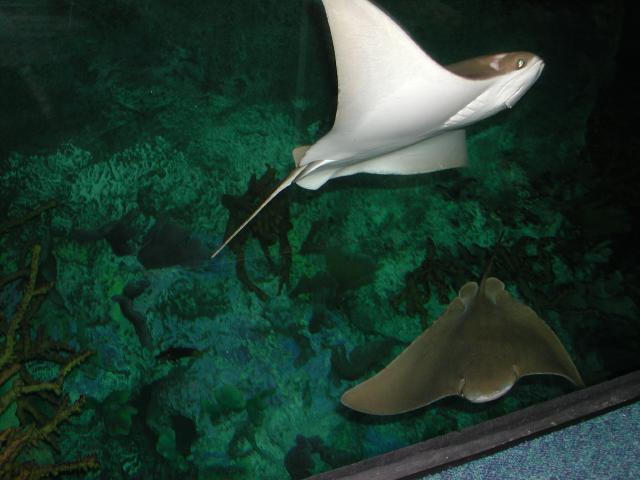 Moody Gardens 2001