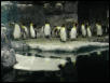 Moody Gardens 2001