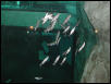 Moody Gardens 2001