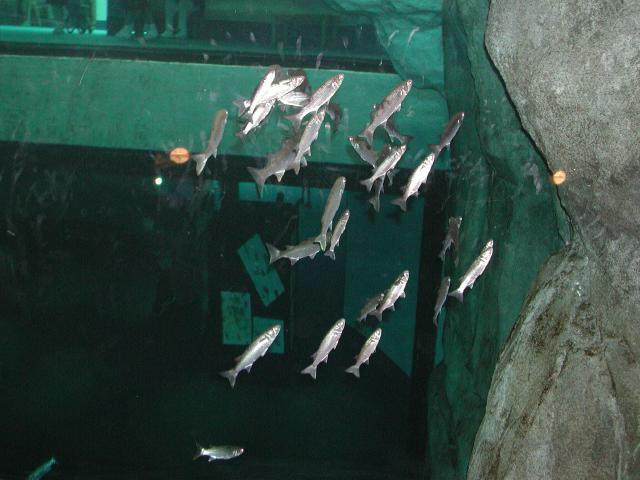 Moody Gardens 2001