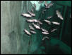 Moody Gardens 2001
