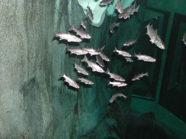 Moody Gardens 2001