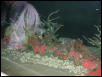 Moody Gardens 2001