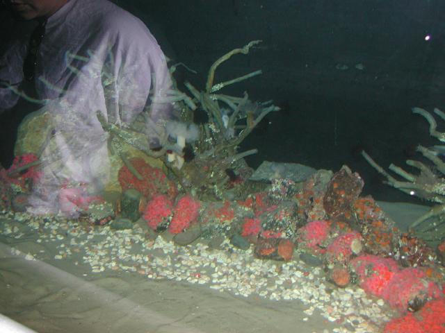 Moody Gardens 2001
