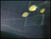 Moody Gardens 2001