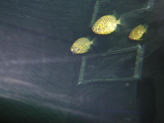Moody Gardens 2001