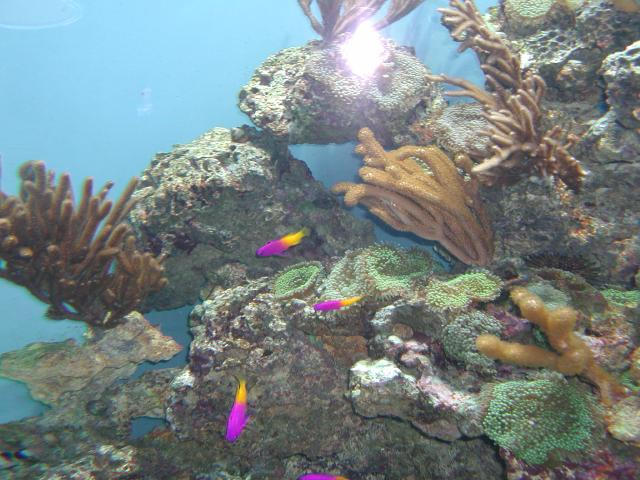 Moody Gardens 2001
