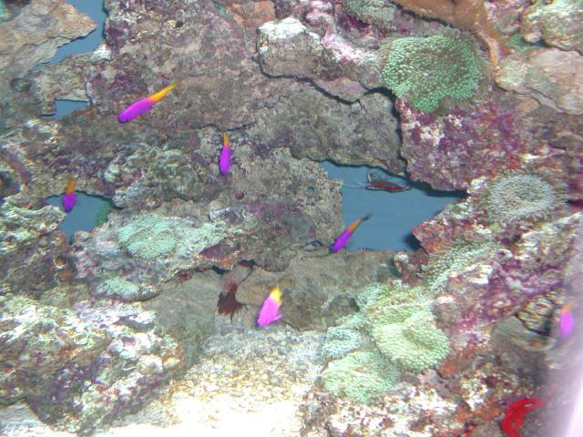 Moody Gardens 2001
