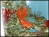 Moody Gardens 2001