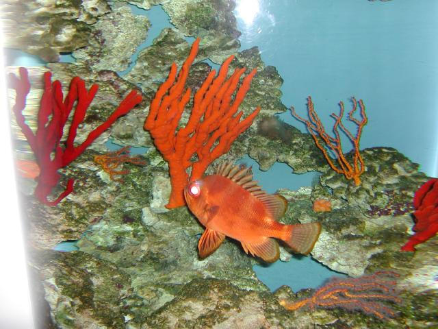 Moody Gardens 2001