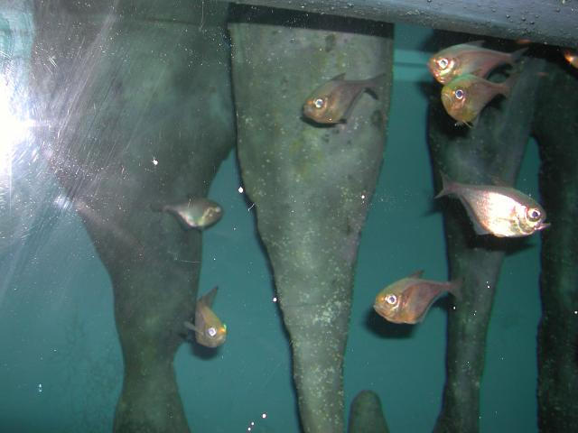 Moody Gardens 2001