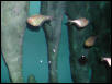 Moody Gardens 2001