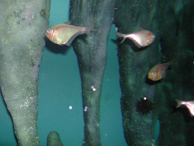 Moody Gardens 2001