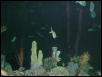 Moody Gardens 2001