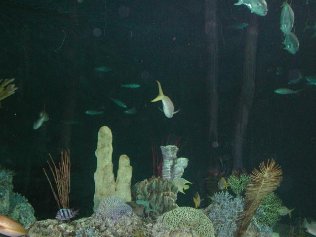 Moody Gardens 2001
